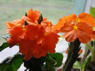 Лот: 2982481. Фото: 1. кроссандра. Горшечные растения и комнатные цветы