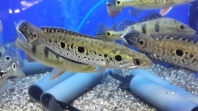 Лот: 19987355. Фото: 1. Змееголов глазчатый,Channa pleurophthalma... Рыбки