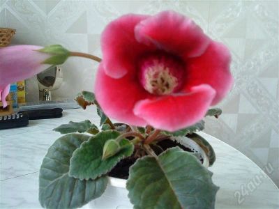 Лот: 299368. Фото: 1. Глоксиния2. Горшечные растения и комнатные цветы