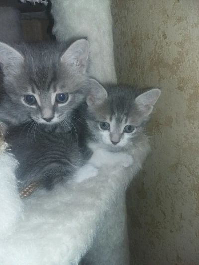 Лот: 12117036. Фото: 1. Котята/кошечки/кот. Кошки, котята