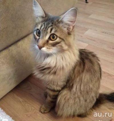 Лот: 15394653. Фото: 1. Отдам котенка в хорошие руки. Кошки, котята