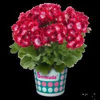 Лот: 6641106. Фото: 1. Пеларгония королевская Bermuda... Садовые цветы