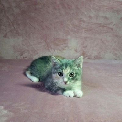 Лот: 10898116. Фото: 1. Маленькая кошечка ждет своего... Кошки, котята