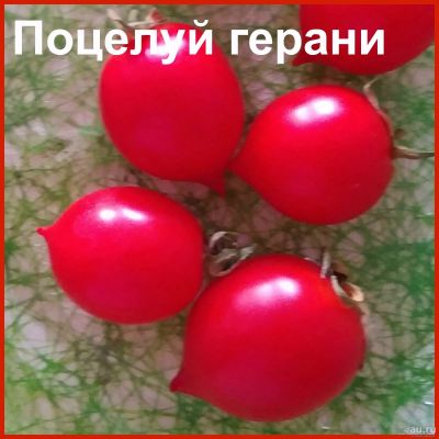 Лот: 13063091. Фото: 1. томат Поцелуй герани (Geranium... Овощи