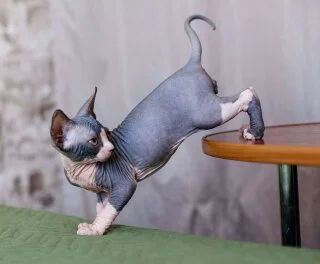 Лот: 7512437. Фото: 1. Котята канадского сфинкса (мальчики... Кошки, котята