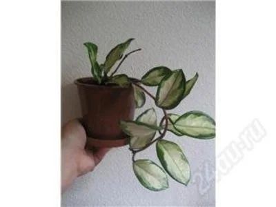 Лот: 102044. Фото: 1. Хойя карноза триколор(Hoya carnosa... Горшечные растения и комнатные цветы