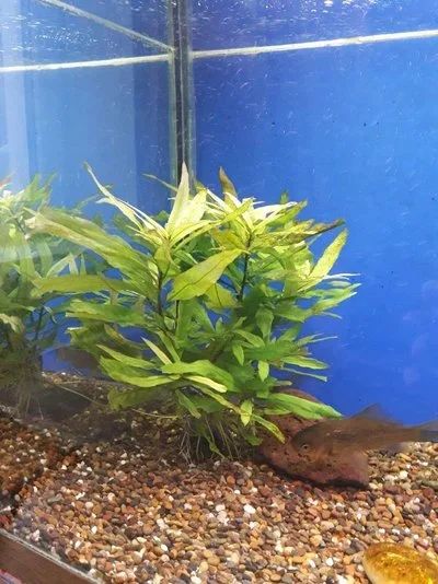 Лот: 12479426. Фото: 1. Лимонник большой куст. Водные растения