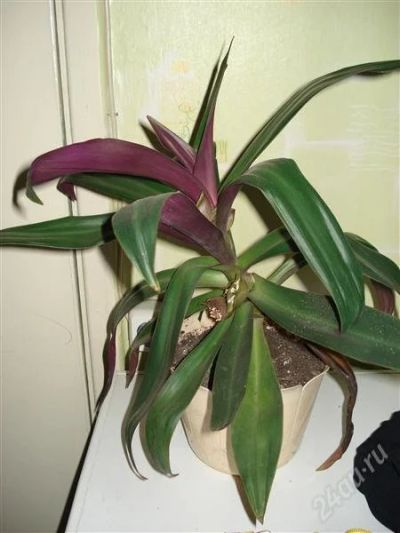 Лот: 1323075. Фото: 1. Рэо. Горшечные растения и комнатные цветы