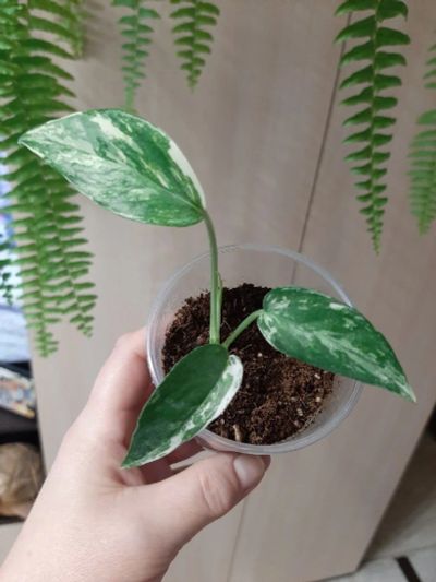 Лот: 17035220. Фото: 1. Epipremnum Pinnatum white var. Горшечные растения и комнатные цветы