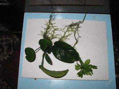 Лот: 945055. Фото: 1. Растения аквариумные живые одним... Водные растения