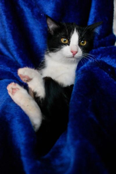 Лот: 7349457. Фото: 1. Отдам в добрые руки Кошку Красотку. Кошки, котята