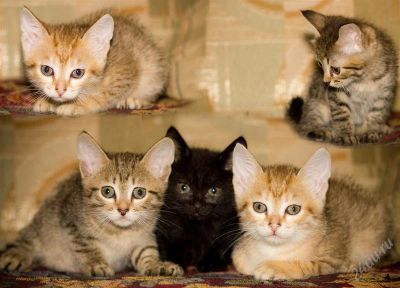Лот: 1892340. Фото: 1. отдам котят! срочно!. Кошки, котята