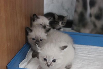 Лот: 6043880. Фото: 1. Сиамские котята. Кошки, котята