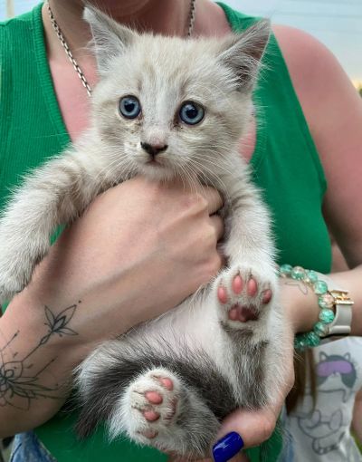 Лот: 20541678. Фото: 1. котенок в добрые руки. Кошки, котята