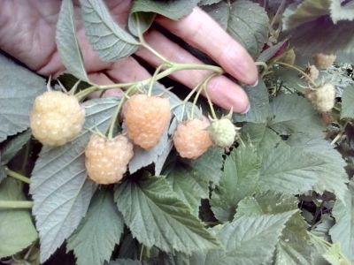 Лот: 15877330. Фото: 1. малина желтая вкусная крупная... Ягоды