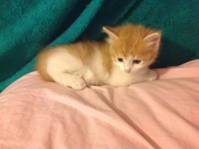 Лот: 7447927. Фото: 1. Котёнок в добрые руки. Кошки, котята