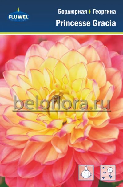 Лот: 7085733. Фото: 1. Георгина Princesse Gracia, бордюрная... Другое (семена, рассада, садовые растения)