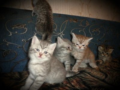 Лот: 5157721. Фото: 1. Котята британцы. Кошки, котята