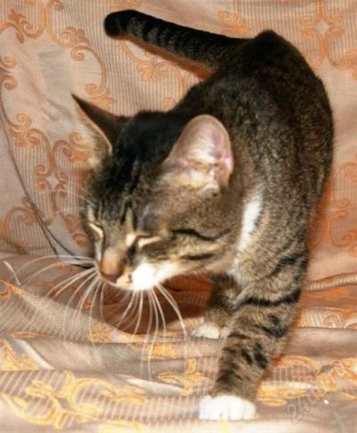 Лот: 779661. Фото: 1. котик хочет у вас жить. Остальные животные