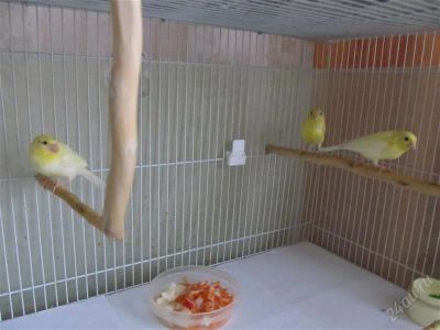 Лот: 2862837. Фото: 1. Канарейки. Птицы