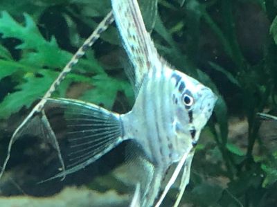Лот: 19114389. Фото: 1. 🐟Скалярия Параиба(Paraiba). Рыбки