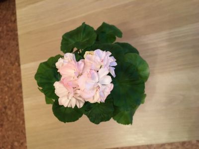 Лот: 13921728. Фото: 1. Пеларгония Dovepoint цветущая. Горшечные растения и комнатные цветы