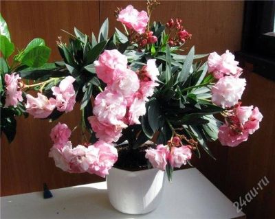 Лот: 1008047. Фото: 1. олеандр розовый махровый уже в... Горшечные растения и комнатные цветы