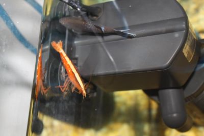 Лот: 5967926. Фото: 1. креветка фильтратор. Моллюски, ракообразные, кораллы