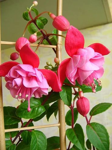 Лот: 7240013. Фото: 1. Фуксия La Rosita. Горшечные растения и комнатные цветы