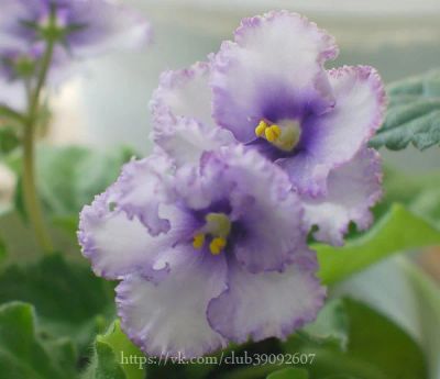 Лот: 6415314. Фото: 1. Фиалка Crystal Plum, лист. Горшечные растения и комнатные цветы