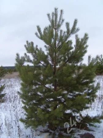 Лот: 677361. Фото: 1. Ель Пихта на новый год!!!. Разное