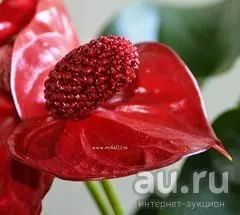 Лот: 6976081. Фото: 1. антуриум Сиерра Меджик 3.Редкий... Горшечные растения и комнатные цветы