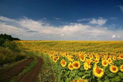 Лот: 3533447. Фото: 1. Участок земли в п. Памяти 13 борцов. Земельные участки