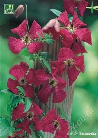 Лот: 2562485. Фото: 1. клематис Rubra. Другое (семена, рассада, садовые растения)