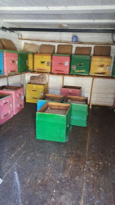 Лот: 9486038. Фото: 1. Продам пасеку, пчелосемьи, карпатская. Пчеловодство
