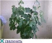Лот: 101460. Фото: 1. циссус. Горшечные растения и комнатные цветы