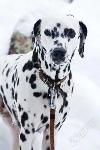 Лот: 891790. Фото: 1. продаются щенки далматинца. Остальные животные