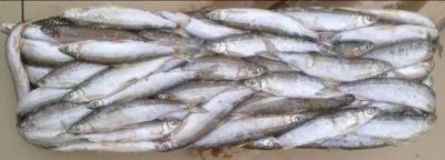 Лот: 10691324. Фото: 1. Ряпушка (Туруханская селёдка). Икра, рыба, морепродукты