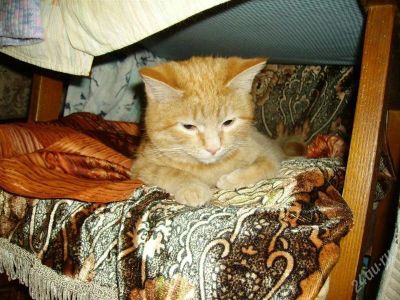 Лот: 807255. Фото: 1. Рыжий котейка хочет быть вашим... Остальные животные