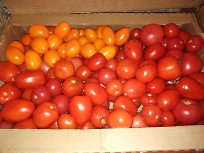 Лот: 14994545. Фото: 1. Лот №1, помидоры на переработку. Овощи, фрукты, зелень