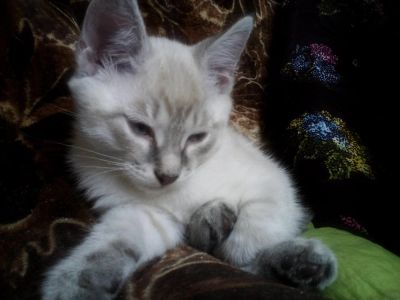 Лот: 6206679. Фото: 1. Котеночек. Мальчик. Кошки, котята