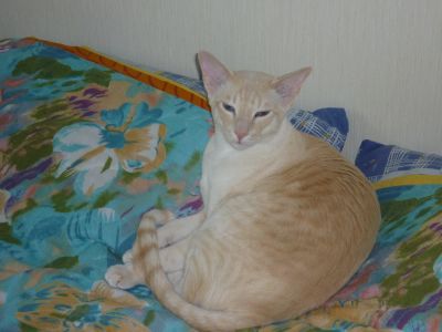 Лот: 3913299. Фото: 1. Сиамо-ориентальный кот. Кошки, котята