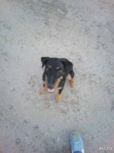 Лот: 9910658. Фото: 1. Ягдтерьер. Собаки, щенки