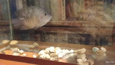 Лот: 17091408. Фото: 1. рыбка цихлазома цихлида. Рыбки