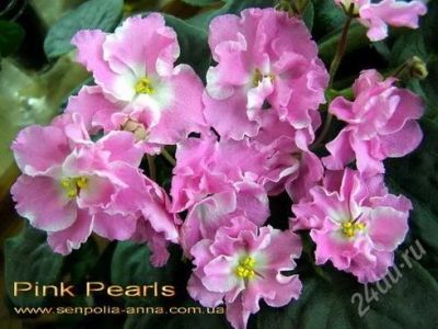 Лот: 2306451. Фото: 1. Pink Pearls Sorano фиалка. Горшечные растения и комнатные цветы