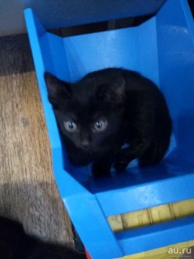 Лот: 12823891. Фото: 1. Метисы бомбейской кошки. Кошки, котята