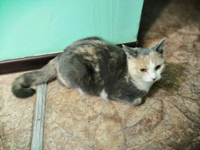 Лот: 18297384. Фото: 1. Кошка мышеловка 1 год с приданным... Кошки, котята