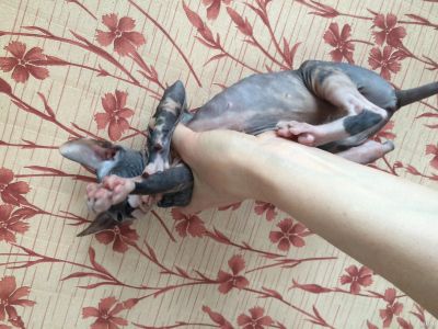 Лот: 13340758. Фото: 1. Девочка Сфинкс черепашка на счастье. Кошки, котята