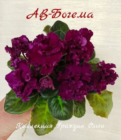 Лот: 18670913. Фото: 1. Фиалка АВ-Богема детка. Горшечные растения и комнатные цветы