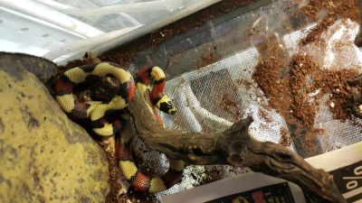 Лот: 6082196. Фото: 1. Молочная гондурасская змея (Lampropeltis... Остальные животные